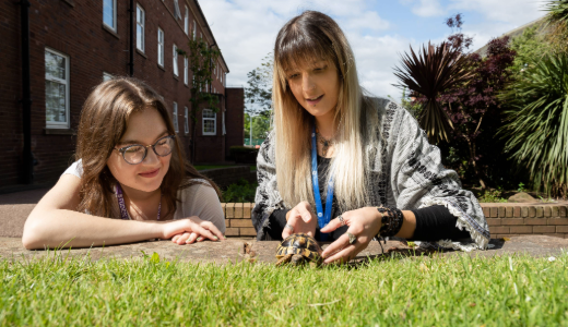 Two people leaning over a grassy area, interacting with a small tortoise.