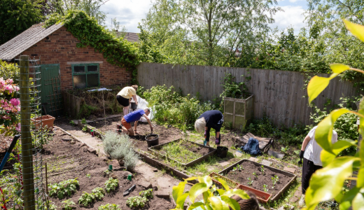 People working together in raised garden beds in a green outdoor allotment.