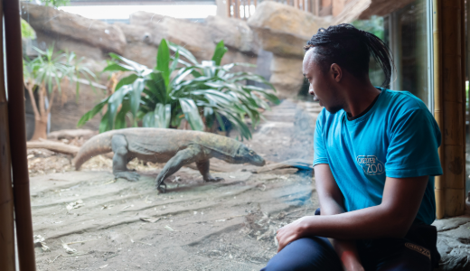 A visitor sits beside a large enclosure window watching a Komodo dragon walking across a rocky habitat with tropical plants in the background.