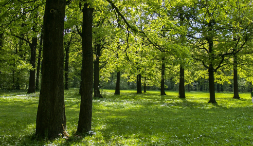 Sunlit woodland with mature trees and green grass, creating an open parkland landscape.