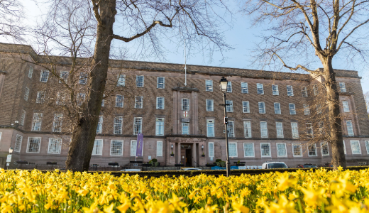 Historic university building viewed across a lawn filled with yellow spring flowers.