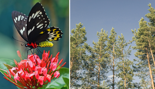Butterfly on a flower alongside a woodland landscape.